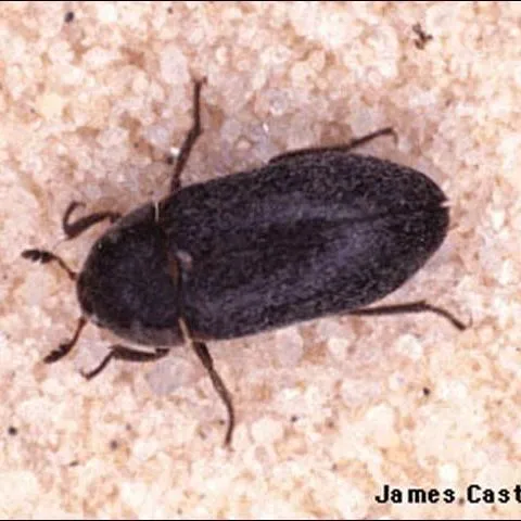 thumbnail for publication: Black Carpet Beetle, Attagenus unicolor (Brahm) (Insecta: Coleoptera: Dermestidae)